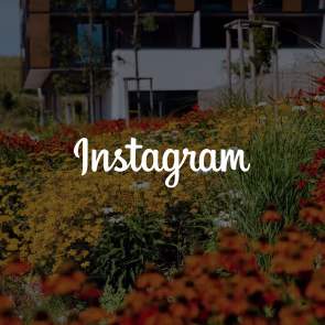 Instagram feed